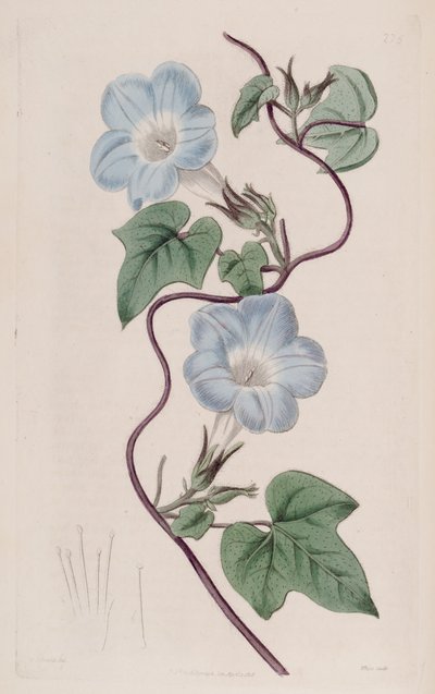 Ipomoea hederacea by Ker Gawler